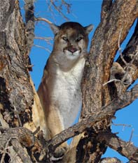 Aim Adventures Manages The Best Hunting & Fishing The World Has To Offer
