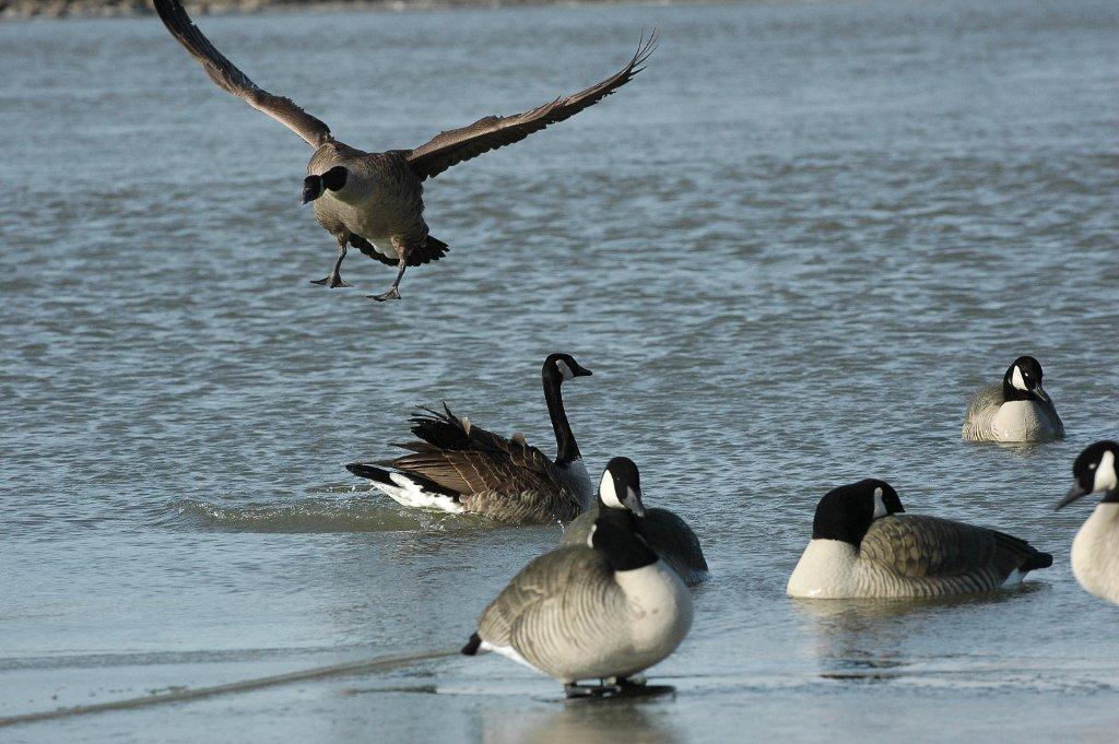 geese landing on a pond