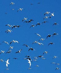 Aim Adventures Manages The Best Hunting & Fishing The World Has To Offer